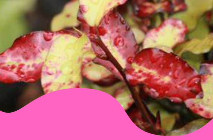 ¿Sabías que el Polygodial reduce un 50 % las recidivas en candidiasis recurrente?