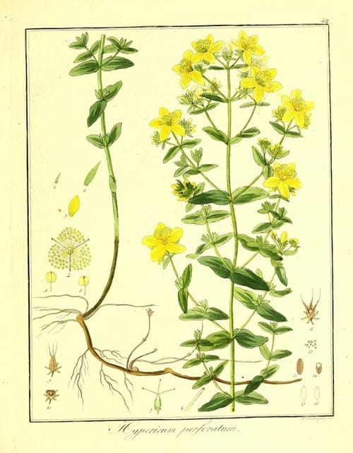 ¿Cómo afecta el hipérico  a la neurobiología del cerebro?